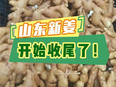 10月30日 生姜价格行情（山东新姜开始收尾了！） ()