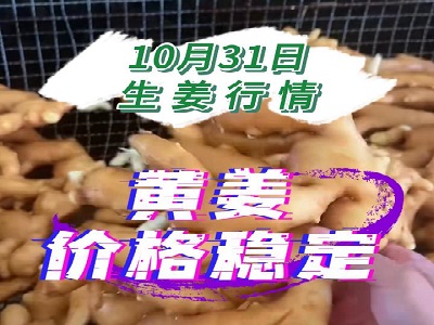 10月31日 生姜价格行情（黄姜价格稳定） ()
