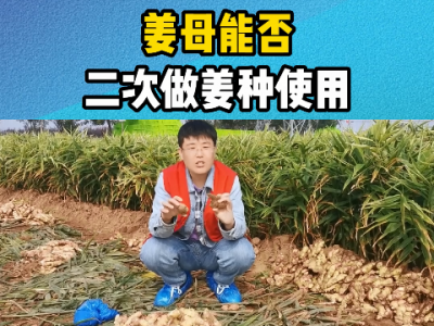 姜母能否二次做姜种使用？ ()