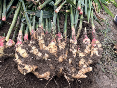 安徽基地大姜喜获丰收 ()