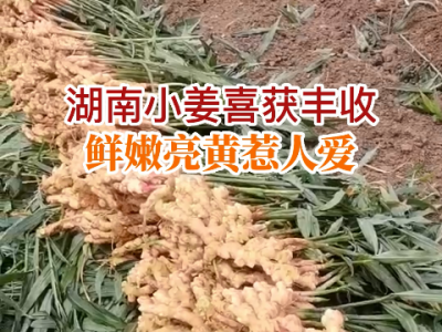 湖南基地小姜喜获丰收 ()