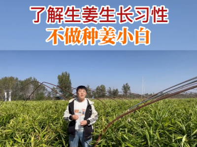 了解生姜生长习性不做种姜小自 ()