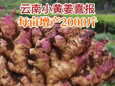 云南小黄姜喜报每亩增产2000斤 ()