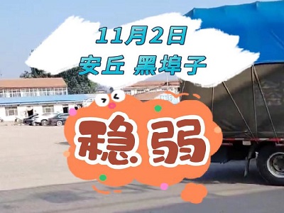 11月2日 安丘黑埠子（稳弱） ()