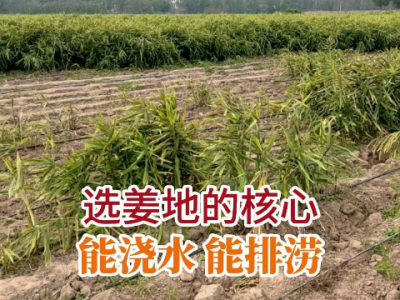 选姜地的核心--能浇水能排涝 ()