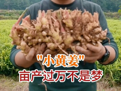 小黄姜亩产过万不是梦！ ()