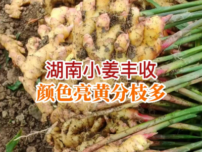 湖南姜友小姜喜获丰收 ()