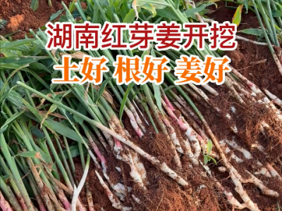 湖南姜友红芽姜开挖 ()