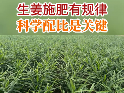 生姜施肥有规律 科学配比是关键 ()