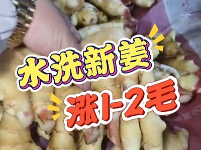 11月6日 生姜价格行情（水洗新姜涨1-2毛） ()