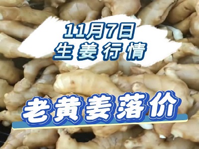 11月7日 生姜价格行情（老黄姜落价） ()