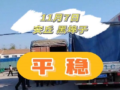 11月7日 安丘黑埠子（平稳） ()
