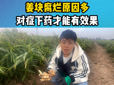 姜块腐烂原因多 对症下药才能有效果 ()