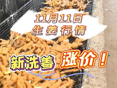 11月11日 生姜价格行情（新洗姜涨价） ()