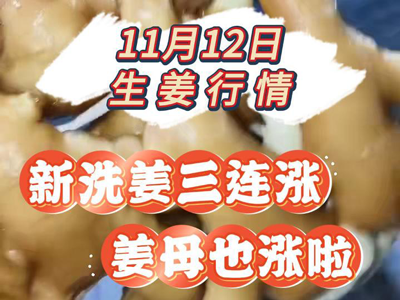 11月12日 生姜价格行情（新洗姜三连涨） ()