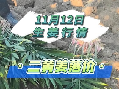 11月12日 生姜价格行情（二黄姜落价） ()