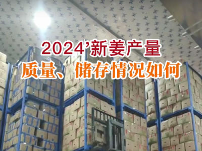 2024'新姜产量、质量、储存情况如何？ ()