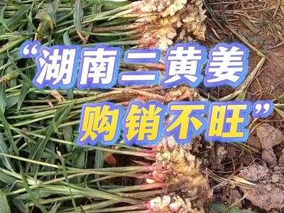 11月13日 生姜价格行情（湖南二黄姜购销不旺） ()