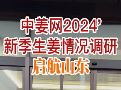 中姜网2024'新季生姜情况调研启航山东 ()