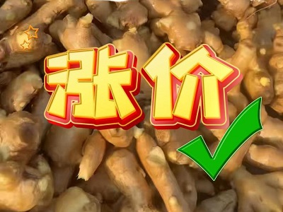 11月14日 生姜价格行情（涨价） ()