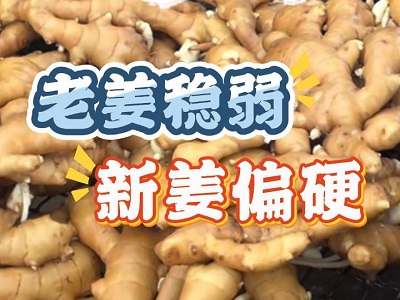 11月15日 生姜价格行情（老姜稳弱，新姜偏硬） ()