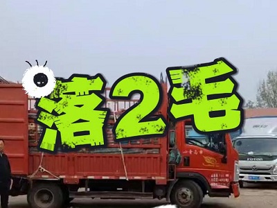 11月16日 安丘黑埠子（落2毛） ()