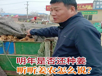明年是否还种姜听听姜农怎么说？ ()