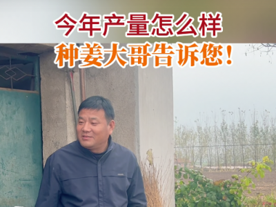 今年产量怎么样种姜大哥告诉您！ ()