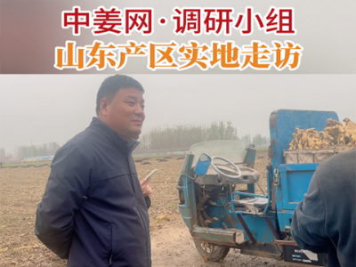 中姜网·调研小组山东产区实地走访 ()