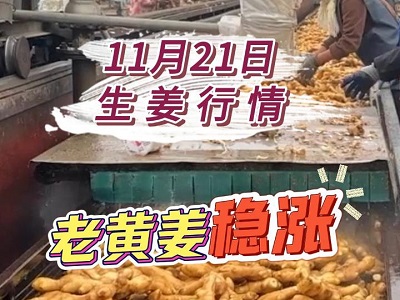 11月21日 生姜价格行情（老黄姜稳涨） ()