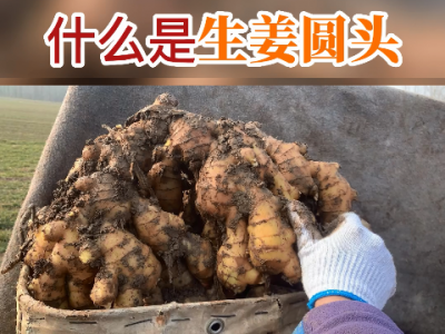 什么是生姜圆头？ ()