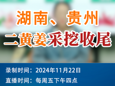 农情漫谈：湖南、贵州二黄姜采挖收尾 ()