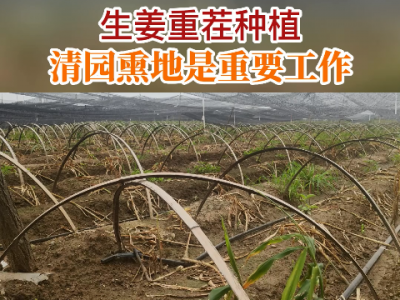 生姜重茬种植--清园熏地是重要工作 ()