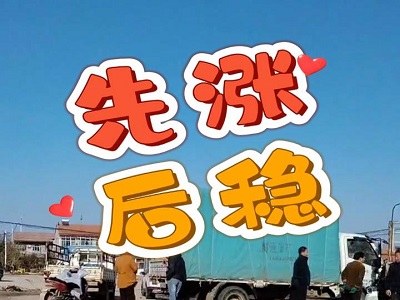 11月23日 安丘黑埠子（先涨后稳） ()