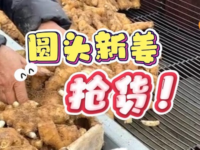 11月26日 生姜价格行情（圆头新姜抢货） ()