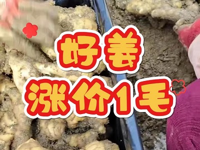 11月26日 安丘黑埠子（好姜涨价1毛） ()