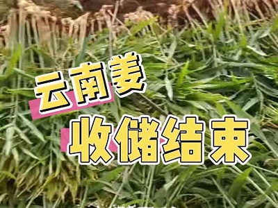 11月27日 生姜价格行情（云南姜收储结束） ()