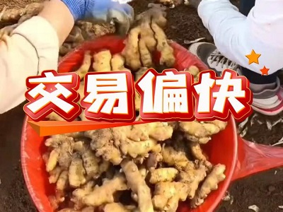 11月27日 安丘黑埠子（交易偏快） ()