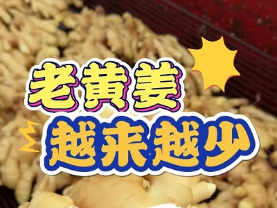 11月28日 生姜价格行情（老黄姜越来越少了） ()