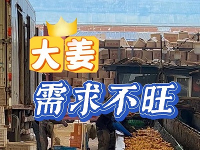 11月29日 生姜价格行情（大姜需求不旺） ()