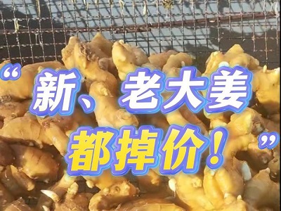 11月30日 生姜价格行情（ 新、老大姜都掉价） ()