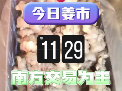 11月29日广州江南批发市场生姜价格行情 ()