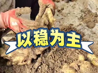 12月3日 安丘黑埠子（以稳为主） ()