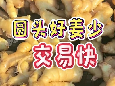 12月4日 生姜价格行情（圆头好姜少 交易快） ()