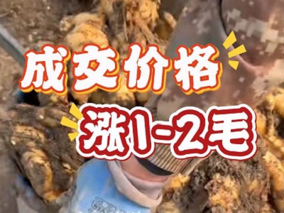 12月4日 安丘黑埠子（涨1-2毛） ()