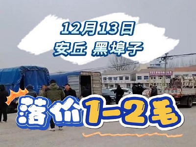 12月13日 安丘黑埠子（落价1-2毛） ()