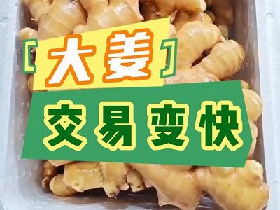 12月13日 生姜价格行情（大姜交易变快） ()