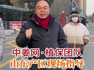 中姜网·植保团队山东产区现场指导 ()