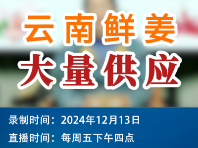 农情漫谈：云南鲜姜大量供应 ()