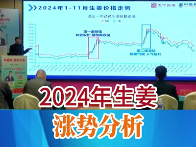 2024年生姜涨势分析 ()